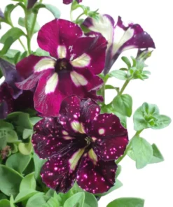 4 Starry Sky Burgundy Petunia Live Plants, Trailing Bicolor Flowers, 3-6