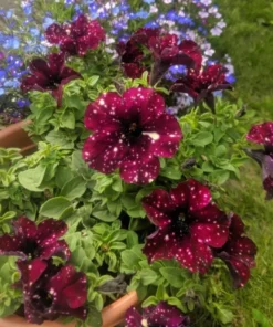 4 Starry Sky Burgundy Petunia Live Plants, Trailing Bicolor Flowers, 3-6