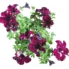 4 Starry Sky Burgundy Petunia Live Plants, Trailing Bicolor Flowers, 3-6" Tall - Image 1
