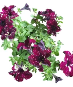 4 Starry Sky Burgundy Petunia Live Plants, Trailing Bicolor Flowers, 3-6" Tall - Image 1