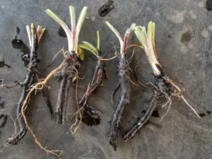 Bocking 14 Comfrey Plant Roots