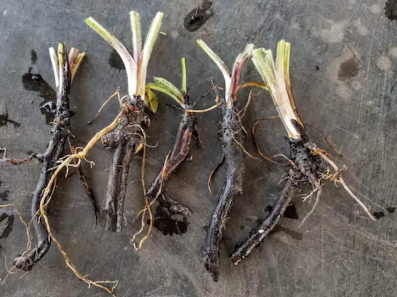 Bocking 14 Comfrey Plant Roots