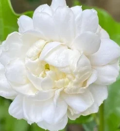 Alternative view of Grand Duke Jasmine Live Plant - 2-3 Ft Tall, Fragrant White Flowers, 3 Gallon Pot
