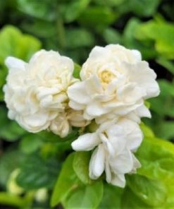 Grand Duke Jasmine live plant