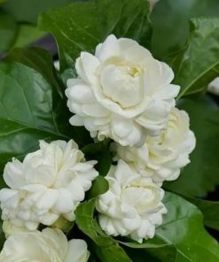 Grand Duke Jasmine flowers