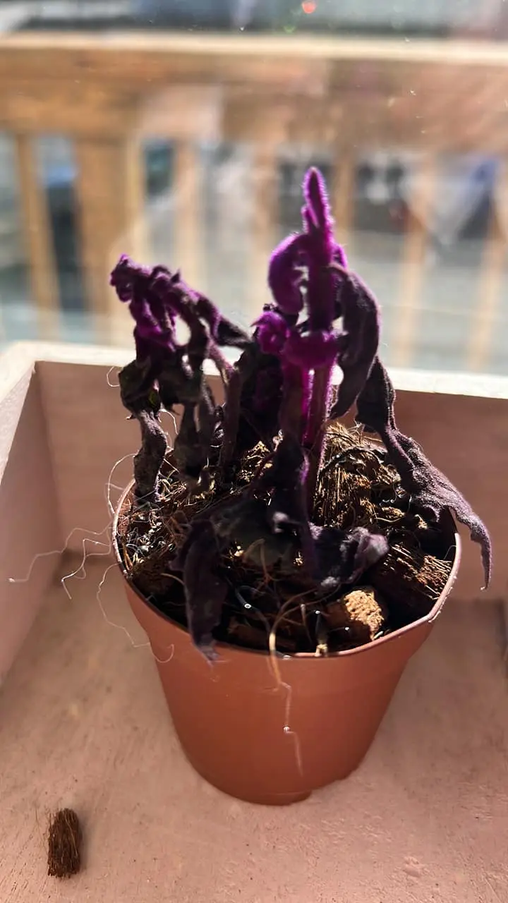 Plant shipping shock