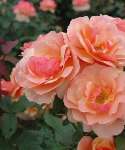 About Face Grandiflora Rose Live Plant - Deep Orange Gold Flowers, 5-9" Tall Outdoor Shrub - Image 2