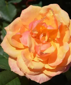 About Face Grandiflora Rose Live Plant - Deep Orange Gold Flowers, 5-9