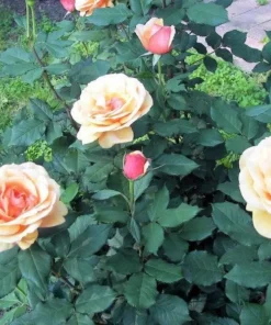 About Face Grandiflora Rose Live Plant - Deep Orange Gold Flowers, 5-9