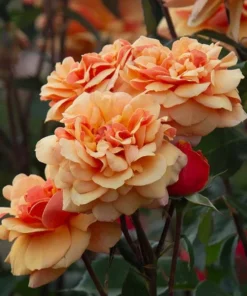 About Face Grandiflora Rose Live Plant - Deep Orange Gold Flowers, 5-9