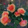 About Face Grandiflora Rose Live Plant - Deep Orange Gold Flowers, 5-9" Tall Outdoor Shrub - Image 1