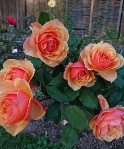 About Face Grandiflora Rose Live Plant - Deep Orange Gold Flowers, 5-9" Tall Outdoor Shrub - Image 1