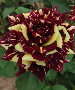 Abracadabra Floribunda Rose Bush Live Plant - Striped Red Yellow Roses 5-7" Tall - Image 2