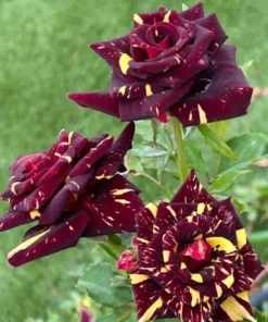 Abracadabra Floribunda Rose Bush Live Plant - Striped Red Yellow Roses 5-7