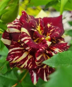 Abracadabra Floribunda Rose Bush Live Plant - Striped Red Yellow Roses 5-7