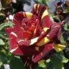 Abracadabra Floribunda Rose Bush Live Plant - Striped Red Yellow Roses 5-7" Tall - Image 1
