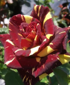 Abracadabra Floribunda Rose Bush Live Plant - Striped Red Yellow Roses 5-7" Tall - Image 1