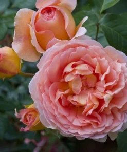 Abraham Darby Rose Plant - Apricot Flowering Shrub, Fragrant Blooms, 5-9" Tall - Image 2