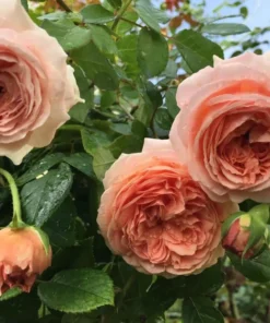 Abraham Darby Rose Plant - Apricot Flowering Shrub, Fragrant Blooms, 5-9