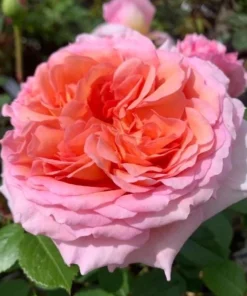 Abraham Darby Rose Plant - Apricot Flowering Shrub, Fragrant Blooms, 5-9