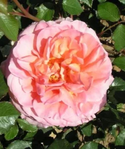 Abraham Darby Rose Plant - Apricot Flowering Shrub, Fragrant Blooms, 5-9