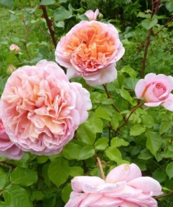 Abraham Darby Rose Plant - Apricot Flowering Shrub, Fragrant Blooms, 5-9" Tall - Image 1