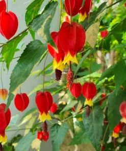 Abutilon Chinese Lantern Live Plant – Flowering Maple – 3.25in Pot - Image 2