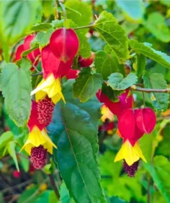 Abutilon Chinese Lantern Live Plant – Flowering Maple – 3.25in Pot - Image 3