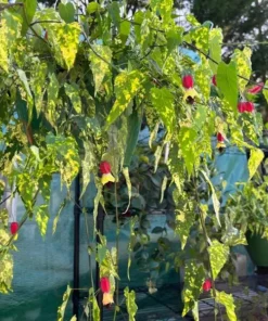 Abutilon Chinese Lantern Live Plant – Flowering Maple – 3.25in Pot - Image 4