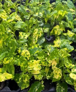 Abutilon Chinese Lantern Live Plant – Flowering Maple – 3.25in Pot - Image 5