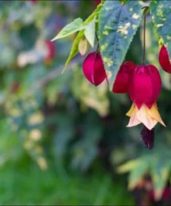 Abutilon Chinese Lantern Live Plant – Flowering Maple – 3.25in Pot - Image 7
