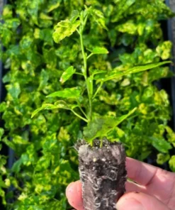 Abutilon Chinese Lantern Live Plant – Flowering Maple – 3.25in Pot - Image 8