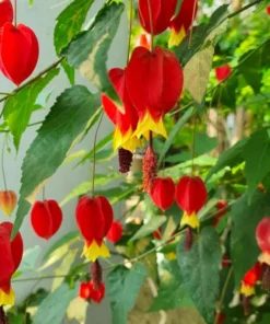 Abutilon Chinese Lantern Live Starter Plants – Flowering Maple, Set of 2, 3.25in Pot - Image 2
