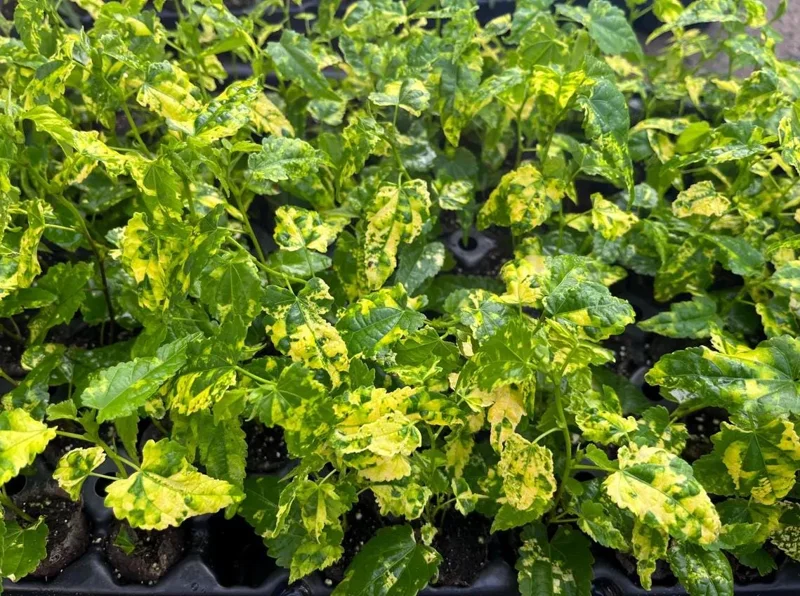 Abutilon Chinese Lantern Live Starter Plants – Flowering Maple, Set of 2, 3.25in Pot - Image 3