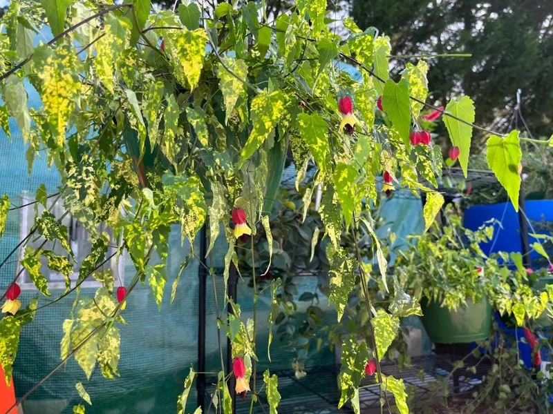Abutilon Chinese Lantern Live Starter Plants – Flowering Maple, Set of 2, 3.25in Pot - Image 4