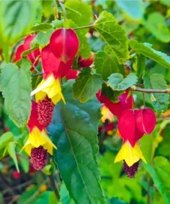 Abutilon Chinese Lantern Live Starter Plants – Flowering Maple, Set of 2, 3.25in Pot - Image 5