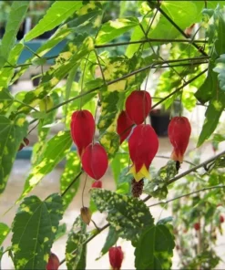 Abutilon Chinese Lantern Live Starter Plants – Flowering Maple, Set of 2, 3.25in Pot - Image 6