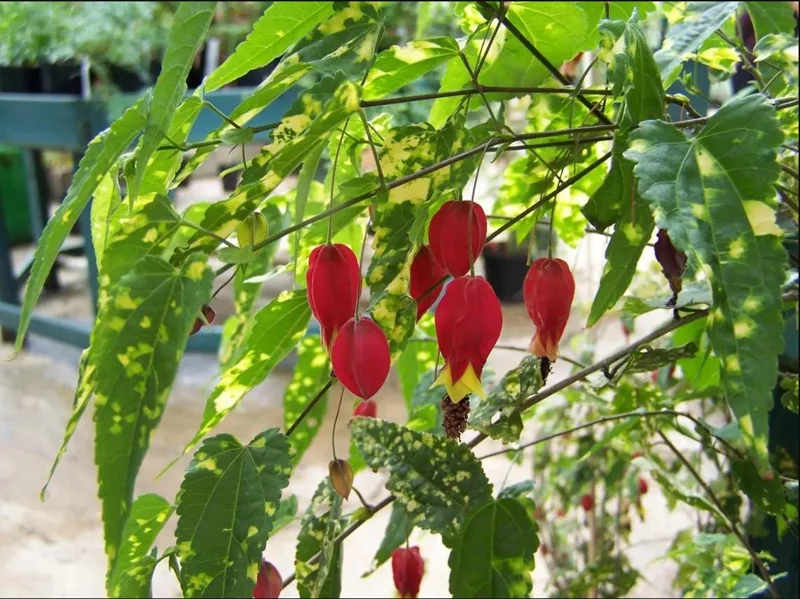Abutilon Chinese Lantern Live Starter Plants – Flowering Maple, Set of 2, 3.25in Pot - Image 6