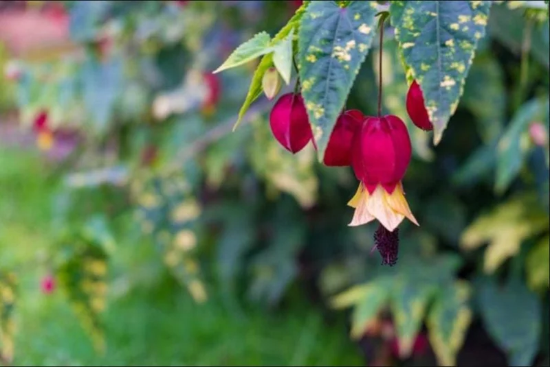 Abutilon Chinese Lantern Live Starter Plants – Flowering Maple, Set of 2, 3.25in Pot - Image 7