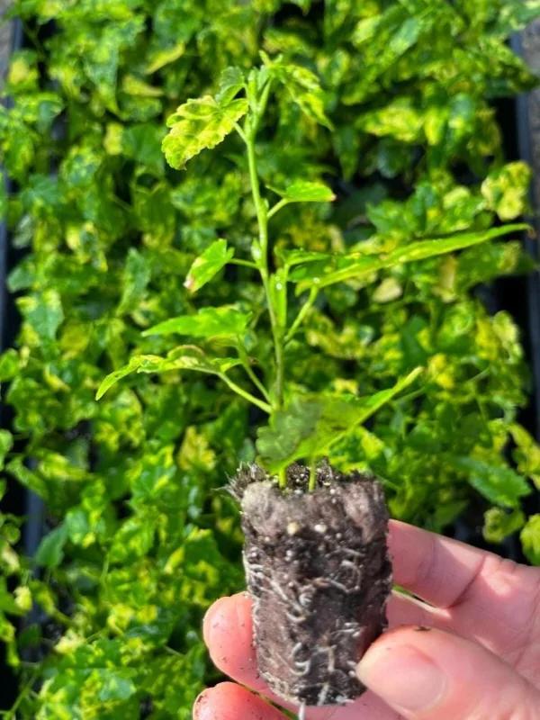 Abutilon Chinese Lantern Live Starter Plants – Flowering Maple, Set of 2, 3.25in Pot - Image 8