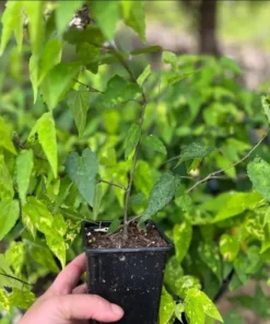Abutilon Chinese Lantern Live Starter Plants – Flowering Maple, Set of 2, 3.25in Pot - Image 9