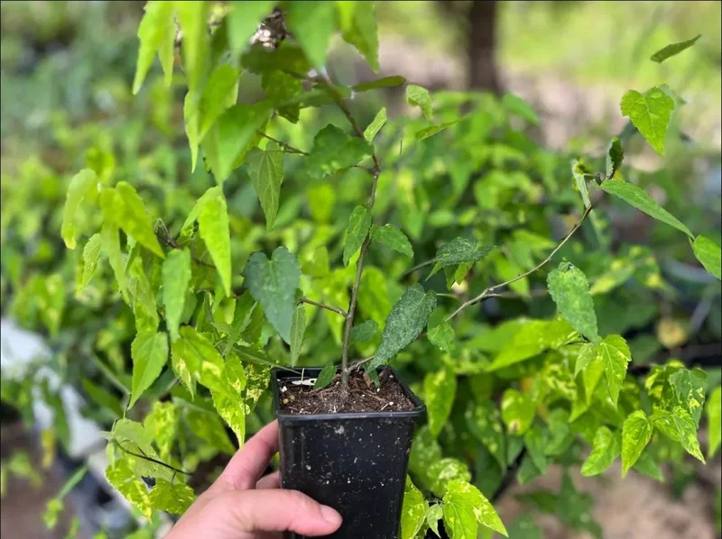Abutilon Chinese Lantern Live Starter Plants – Flowering Maple, Set of 2, 3.25in Pot - Image 9