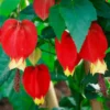 Abutilon Chinese Lantern Live Starter Plants – Flowering Maple, Set of 2, 3.25in Pot - Image 1