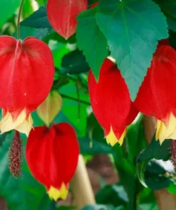 Abutilon Chinese Lantern Live Starter Plants – Flowering Maple, Set of 2, 3.25in Pot - Image 1
