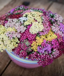 Achillea Yarrow Flowerburst Fruit Bowl Live Plant Plug Starter 1-3