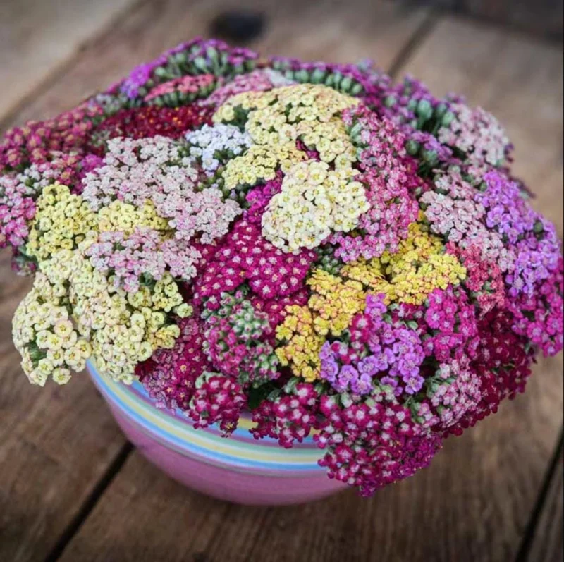 Achillea Yarrow Flowerburst Fruit Bowl Live Plant Plug Starter 1-3" Tall - Image 1