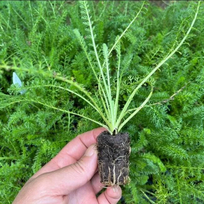 Achillea Yarrow Flowerburst Fruit Bowl Live Plant Plug Starter 1-3" Tall - Image 10