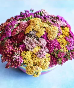Achillea Yarrow Flowerburst Fruit Bowl Live Plant Plug Starter 1-3