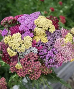 Achillea Yarrow Flowerburst Fruit Bowl Live Plant Plug Starter 1-3