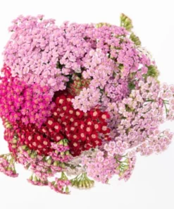 Achillea Yarrow Flowerburst Fruit Bowl Live Plant Plug Starter 1-3